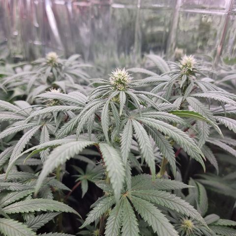 Northern Lights #7 growlog timeline photo