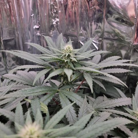 Northern Lights #8 growlog timeline photo