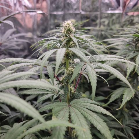 Wedding Cheesecake #1 growlog timeline photo