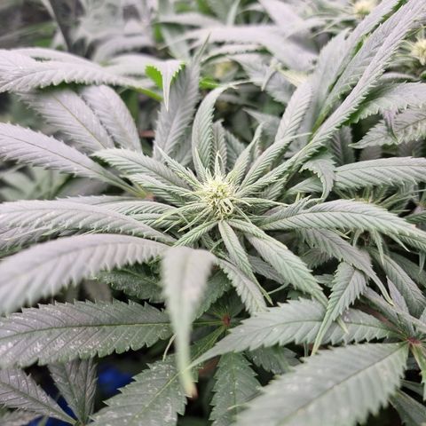Wedding Cheesecake #2 growlog timeline photo