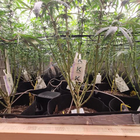 Wedding Cheesecake #2 growlog timeline photo