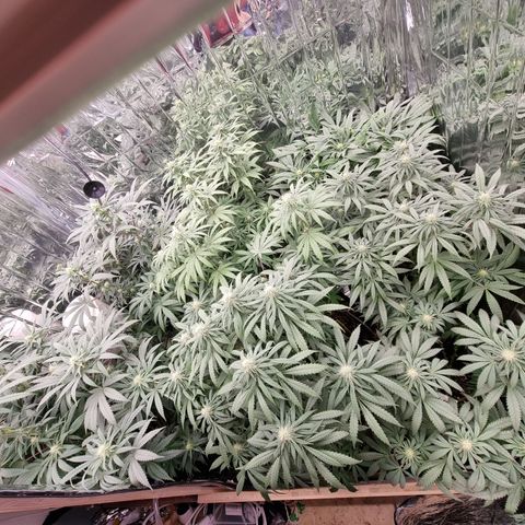 Wedding Cheesecake #2 growlog timeline photo