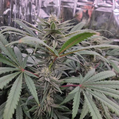 Northern Lights #1 growlog timeline photo