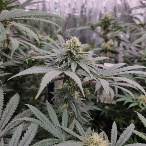 Northern Lights #2 growlog timeline photo