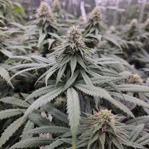 Northern Lights #3 growlog timeline photo