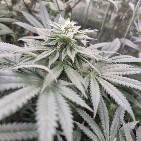 Northern Lights #4 growlog timeline photo