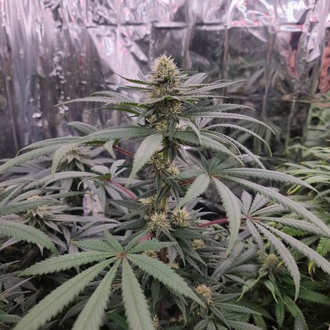 Northern Lights #5 growlog timeline photo