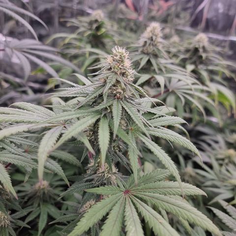 Northern Lights #6 growlog timeline photo