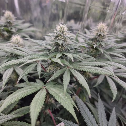 Northern Lights #7 growlog timeline photo