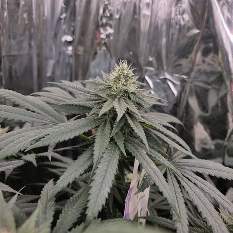 Northern Lights #8 growlog timeline photo