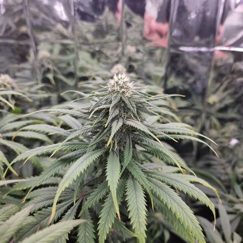 Wedding Cheesecake #1 growlog timeline photo