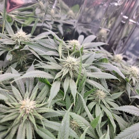 Wedding Cheesecake #2 growlog timeline photo