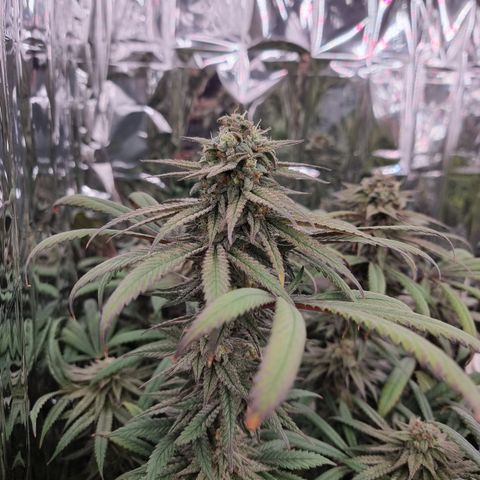 Northern Lights #1 growlog timeline photo
