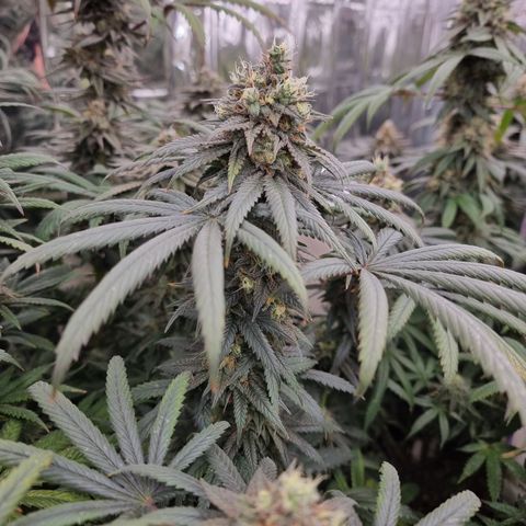 Northern Lights #2 growlog timeline photo
