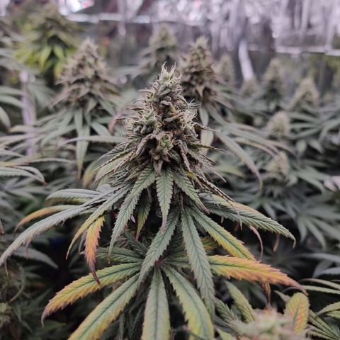 Northern Lights #3 growlog timeline photo