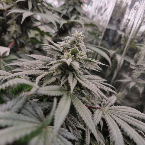 Northern Lights #4 growlog timeline photo