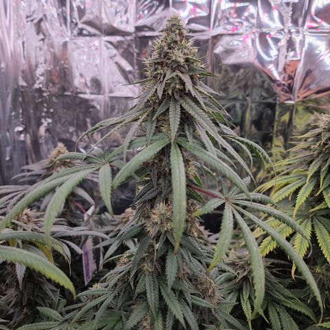 Northern Lights #5 growlog timeline photo