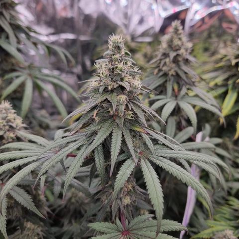 Northern Lights #6 growlog timeline photo
