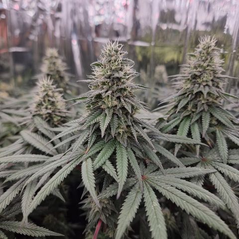 Northern Lights #7 growlog timeline photo