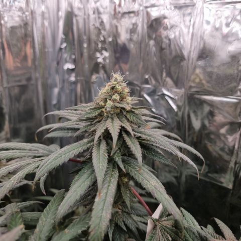 Northern Lights #8 growlog timeline photo