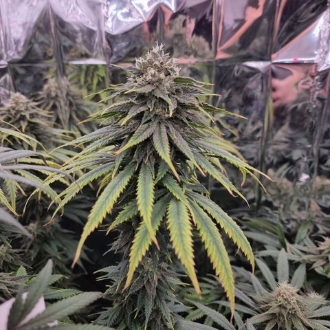 Wedding Cheesecake #1 growlog timeline photo