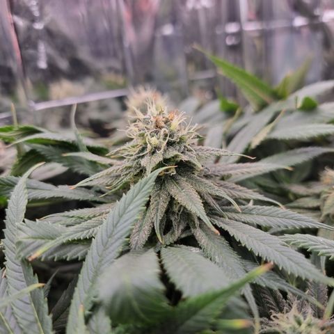 Wedding Cheesecake #2 growlog timeline photo