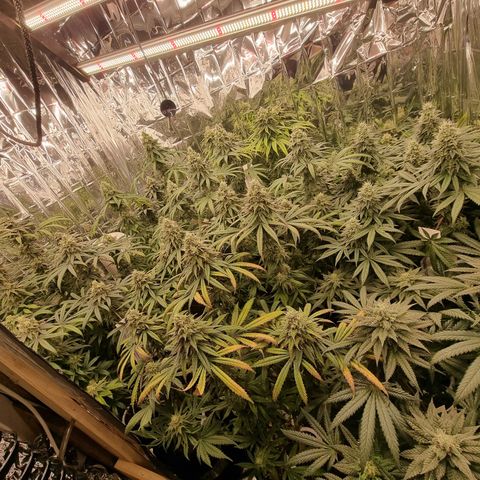 Wedding Cheesecake #2 growlog timeline photo