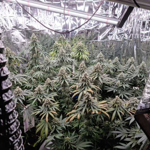 Wedding Cheesecake #2 growlog timeline photo