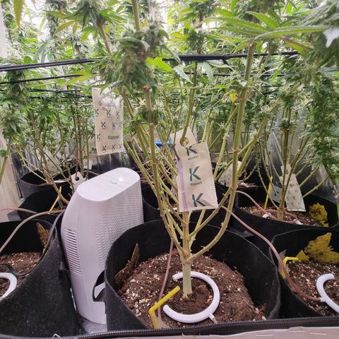 Wedding Cheesecake #2 growlog timeline photo