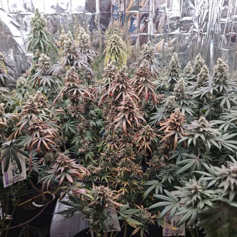 Wedding Cheesecake #2 growlog timeline photo