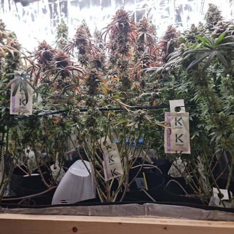 Wedding Cheesecake #2 growlog timeline photo