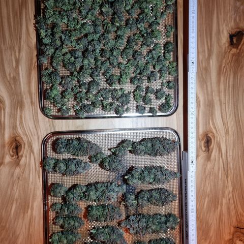 Northern Lights #3 growlog photo: 230gNass