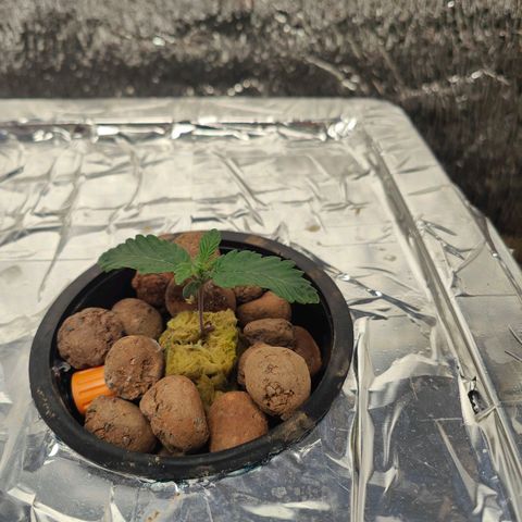 Northern Light growlog timeline photo