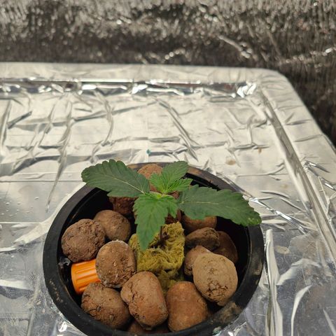 Northern Light growlog timeline photo