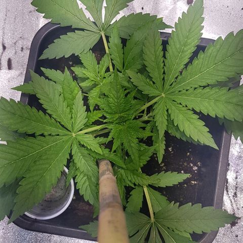 Purple Lemonade growlog photo: Ciclo di luce 24h umidità 65%