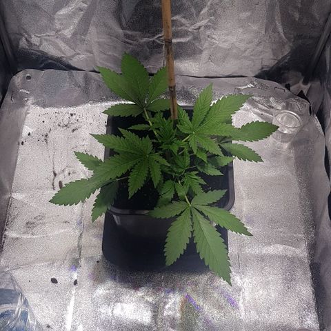 Purple Lemonade growlog photo: Ciclo di luce 24h umidità 65%