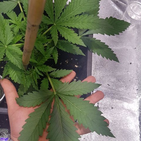 Purple Lemonade growlog photo: Ciclo di luce 24h umidità 65%