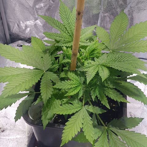 Purple Lemonade growlog timeline photo