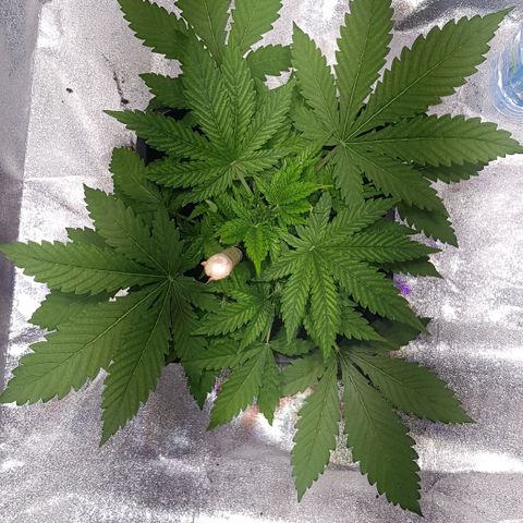 Purple Lemonade growlog timeline photo