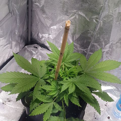 Purple Lemonade growlog timeline photo