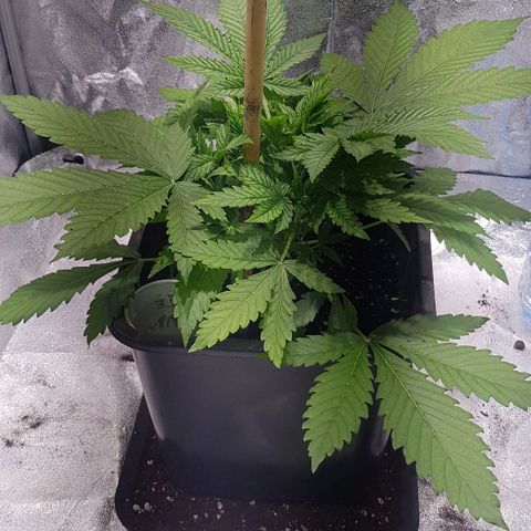 Purple Lemonade growlog timeline photo