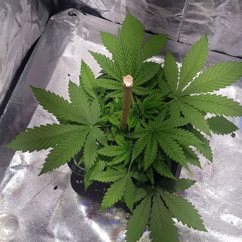 Purple Lemonade growlog timeline photo