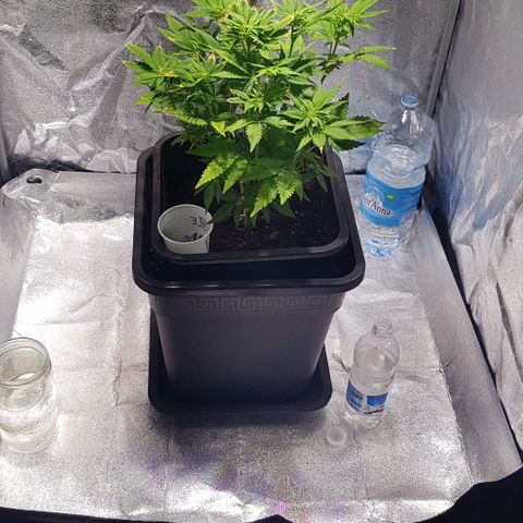 Purple Lemonade growlog photo: Nutrienti tramite infuso di potassio e ferro