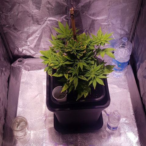 Purple Lemonade growlog photo: Nutrienti tramite infuso di potassio e ferro