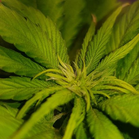 Purple Lemonade growlog photo: Nutrienti tramite infuso di potassio e ferro