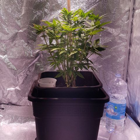 Purple Lemonade growlog photo: Nutrienti tramite infuso di potassio e ferro