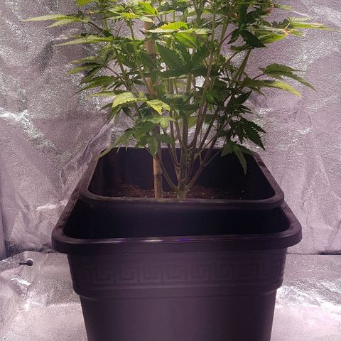 Purple Lemonade growlog timeline photo
