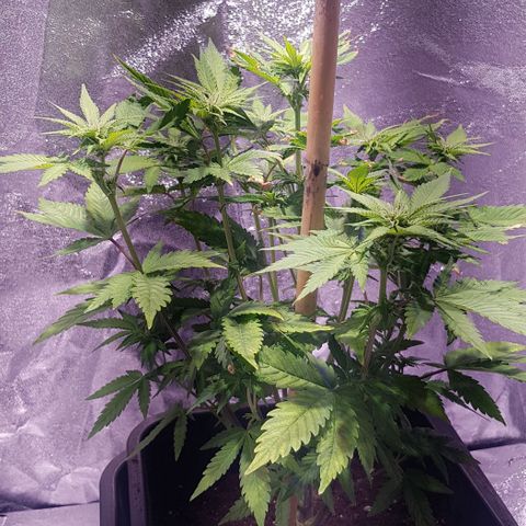 Purple Lemonade growlog timeline photo