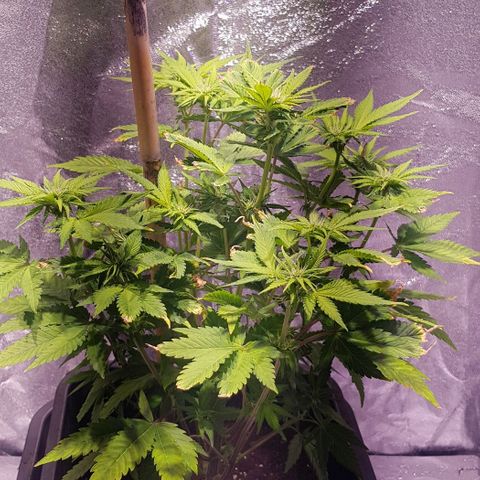 Purple Lemonade growlog timeline photo