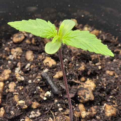 Candy Kush growlog timeline photo